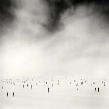 Asparagus Sticks, Study 1, Biei, Hokkaido, 2007 8 x 7.75 inches edition of 45 toned silver print