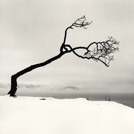 Kussharo Lake Tree, Study 7, Kotan, Hokkaido, 2007 7.75 x 7.75 inches edition of 45 toned silver print