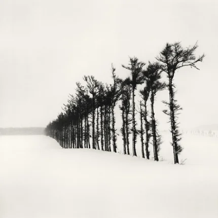 Tree Line, Hamakoshimizu, Hokkaido, Japan, 2007 7.75 x 7.75 inches edition of 45 toned silver print