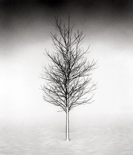 Tree Portrait #1, Wakoto, Hokkaido, Japan, 2002 7.25 x 8.5 inches edition of 45 toned silver print