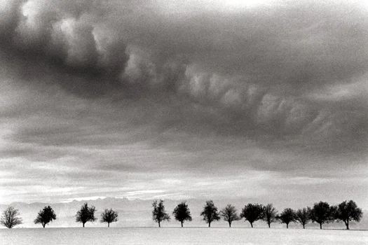 Fourteen Trees, Marbach, Austria, 1999 6.25 x 9.25 inches edition of 45 toned silver print