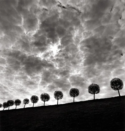 Ten and a Half Trees, Peterhof, Russia, 2000 7.5 x 7.5 inches edition of 45 toned silver print