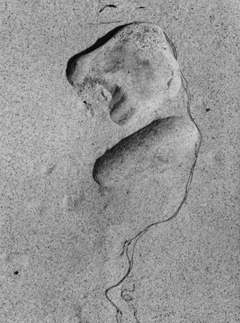 Aaron Siskind