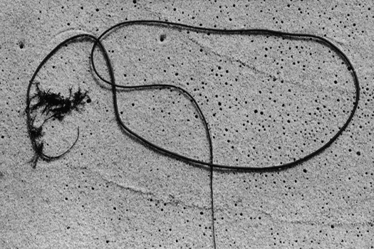 Aaron Siskind