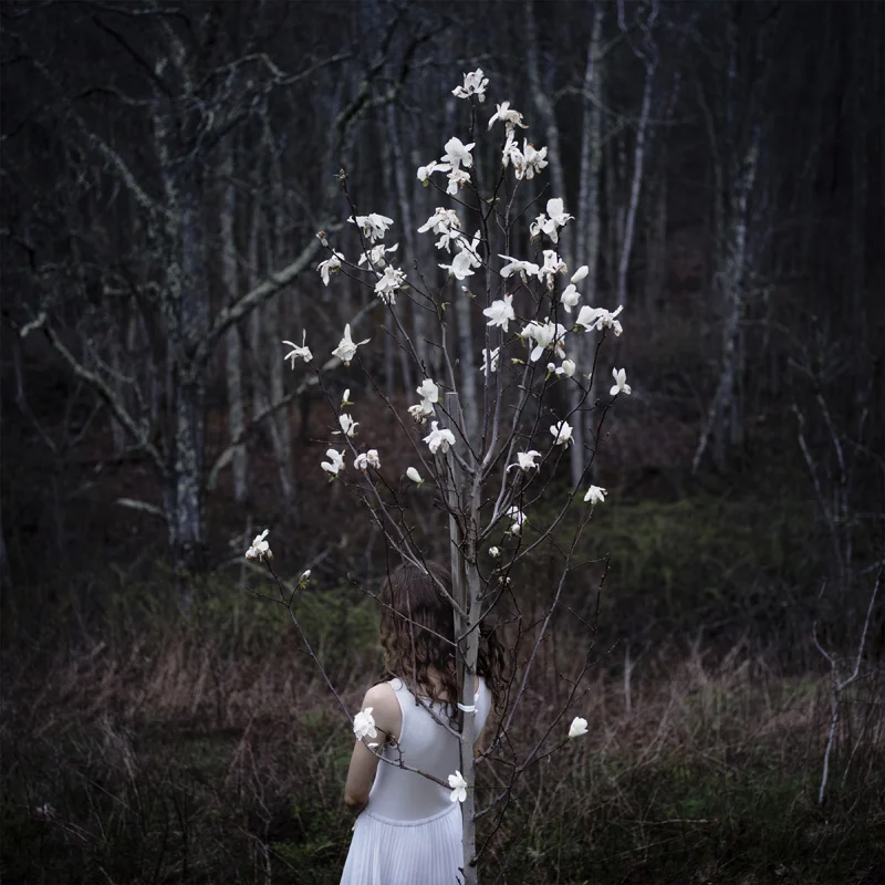 w_Harvey_MagnoliaTree.jpg