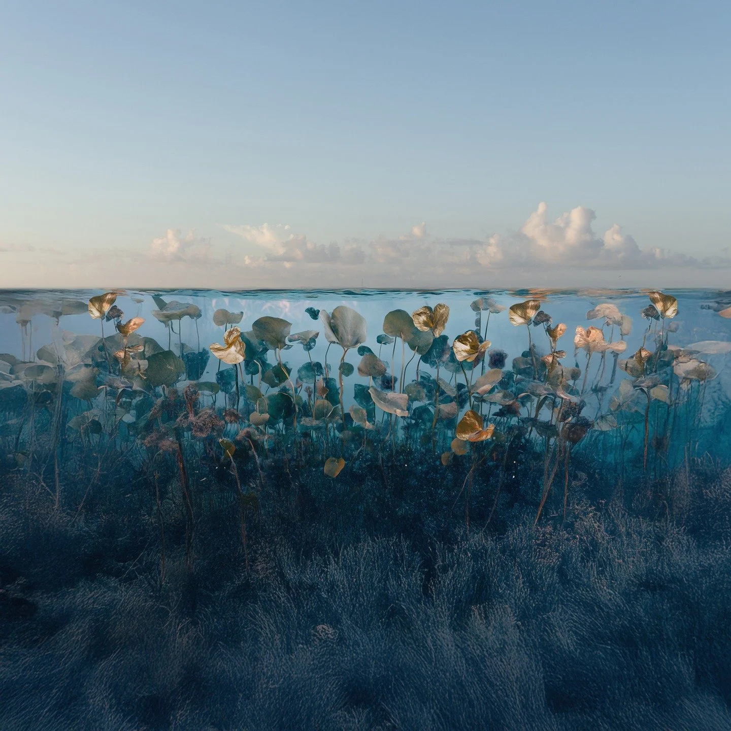 New to the Night Gardens series by Mary Mattingly are collages combining cyanotypes, archival pigment prints and elements of gold leaf, conjuring otherworldly moments, gleaming with possibility. These magical environments transcend nature&rsquo;s fra