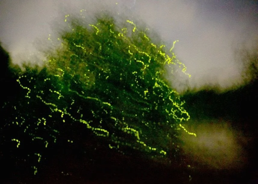 UPCOMING EXHIBITION | Elijah Gowin: Spirit and Shadow

In a summery and wintery mix, Robert Mann Gallery is pleased to present Spirit and Shadow, a solo exhibition featuring the work of Elijah Gowin. The artist&rsquo;s images illuminate the ephemeral