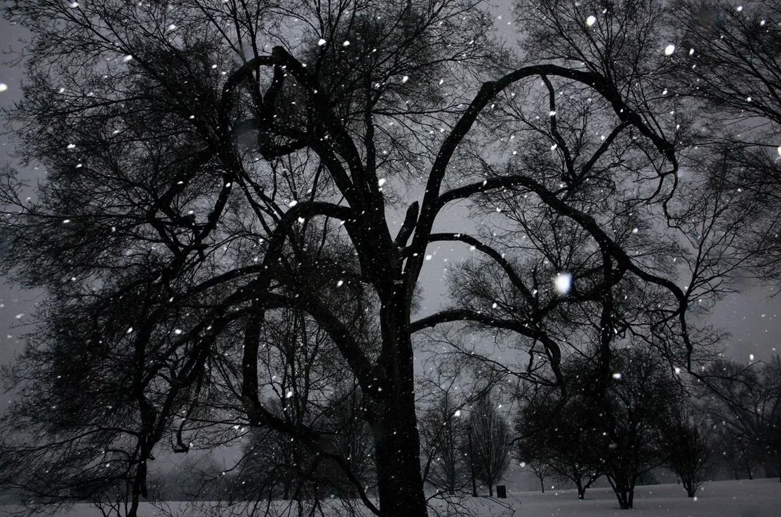 CLOSING TODAY | Elijah Gowin: Spirit and Shadow closes on Saturday, January 31. 

To read the press release or view the exhibition, please visit our website. 

Tree 2, 2014
Archival pigment print 

#photography