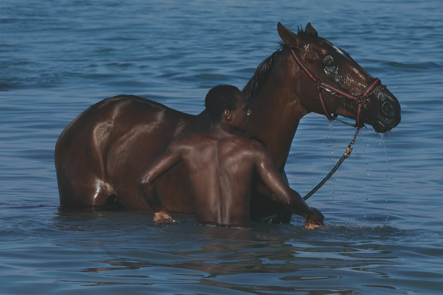 Wishing you a Happy Lunar New Year and a prosperous year of the horse for us all 🐎

Maroesjka Lavigne
Race Horse, Barbados, 2017
Archival pigment print

#photography #lunarnewyear