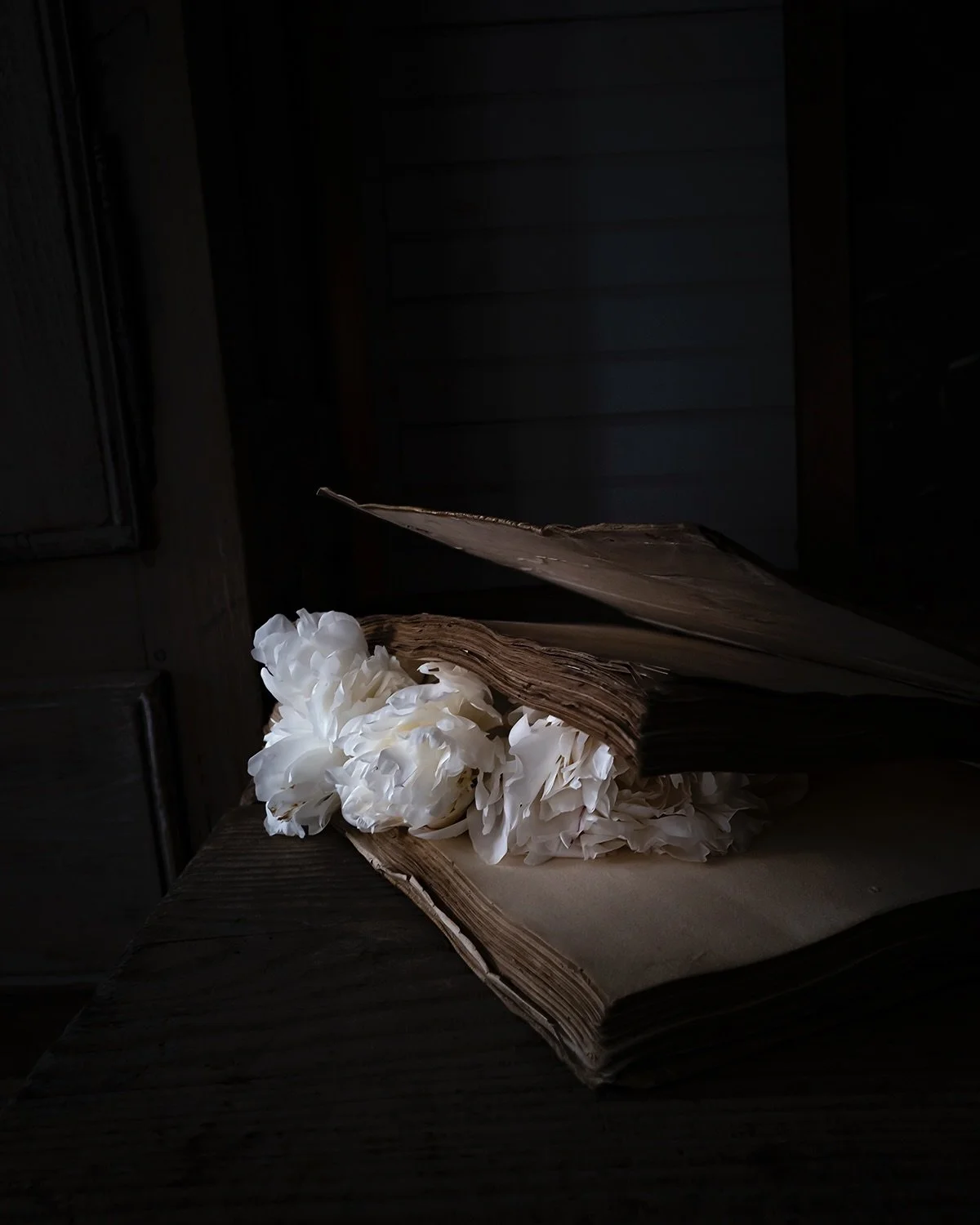 We are featuring new work by Cig Harvery in our booth at the AIPAD Photography Show (on view until Sunday, April 26). Working in large-scale color photography and creative non-fiction, Harvey roots her practice in the natural world. Harvey lives and 