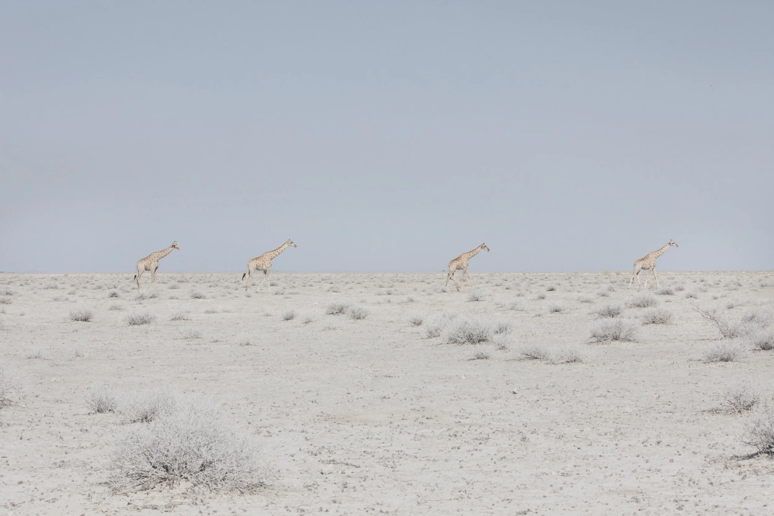 Summer Reflections:
On view in our summer show, How She Sees: Redux, is Maroesjka Lavigne&rsquo;s piece Four Giraffes. The work was originally exhibited in her 2016 solo show, Land of Nothingness, at the gallery&rsquo;s previous location at 525 West 