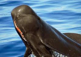 pilot whale image by whoi.com