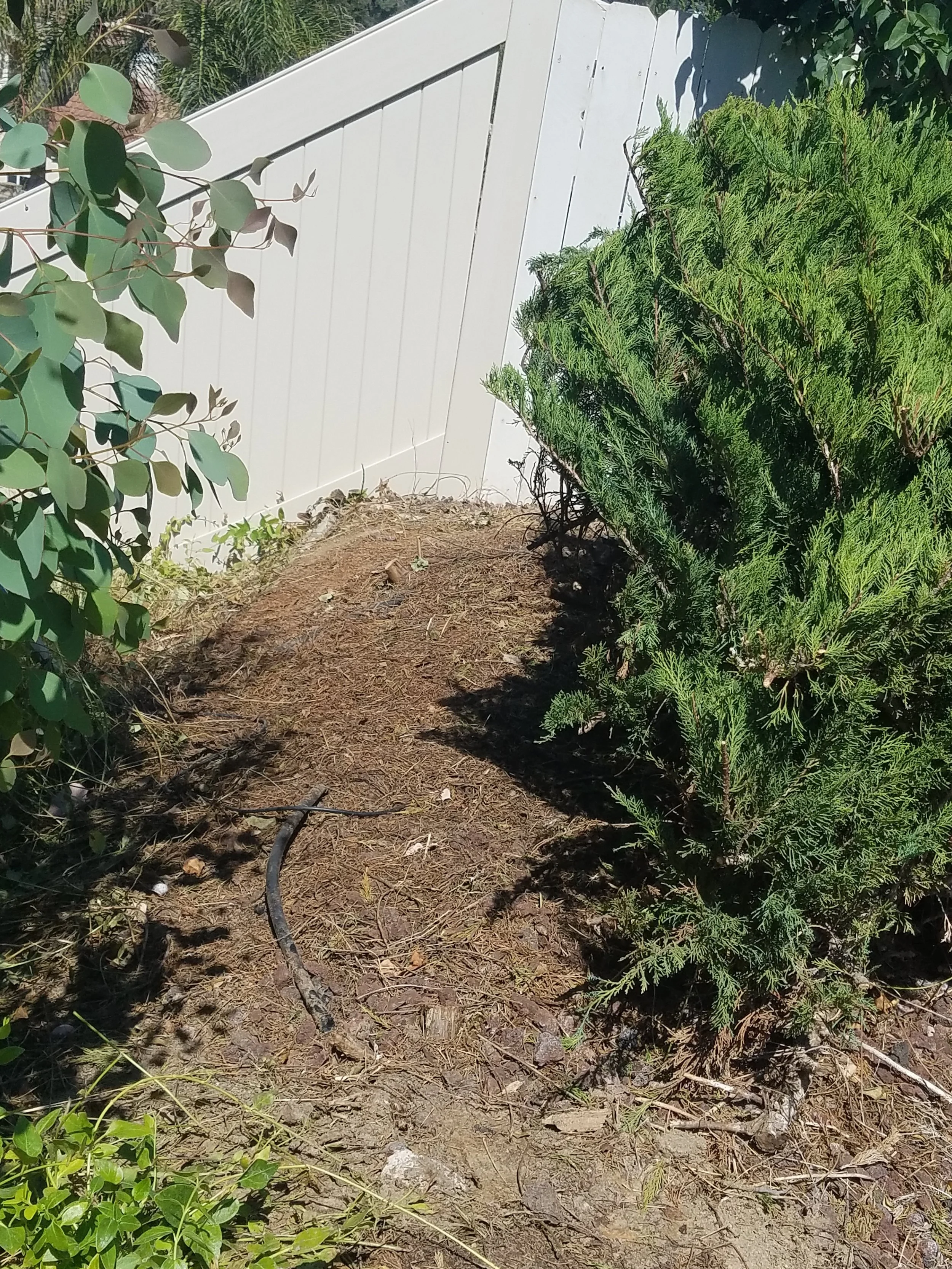 Juniper2.jpg