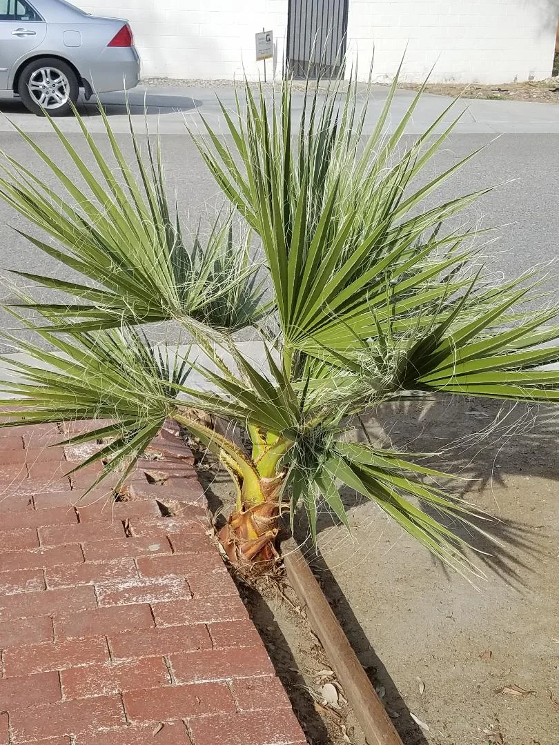 Palm.jpg