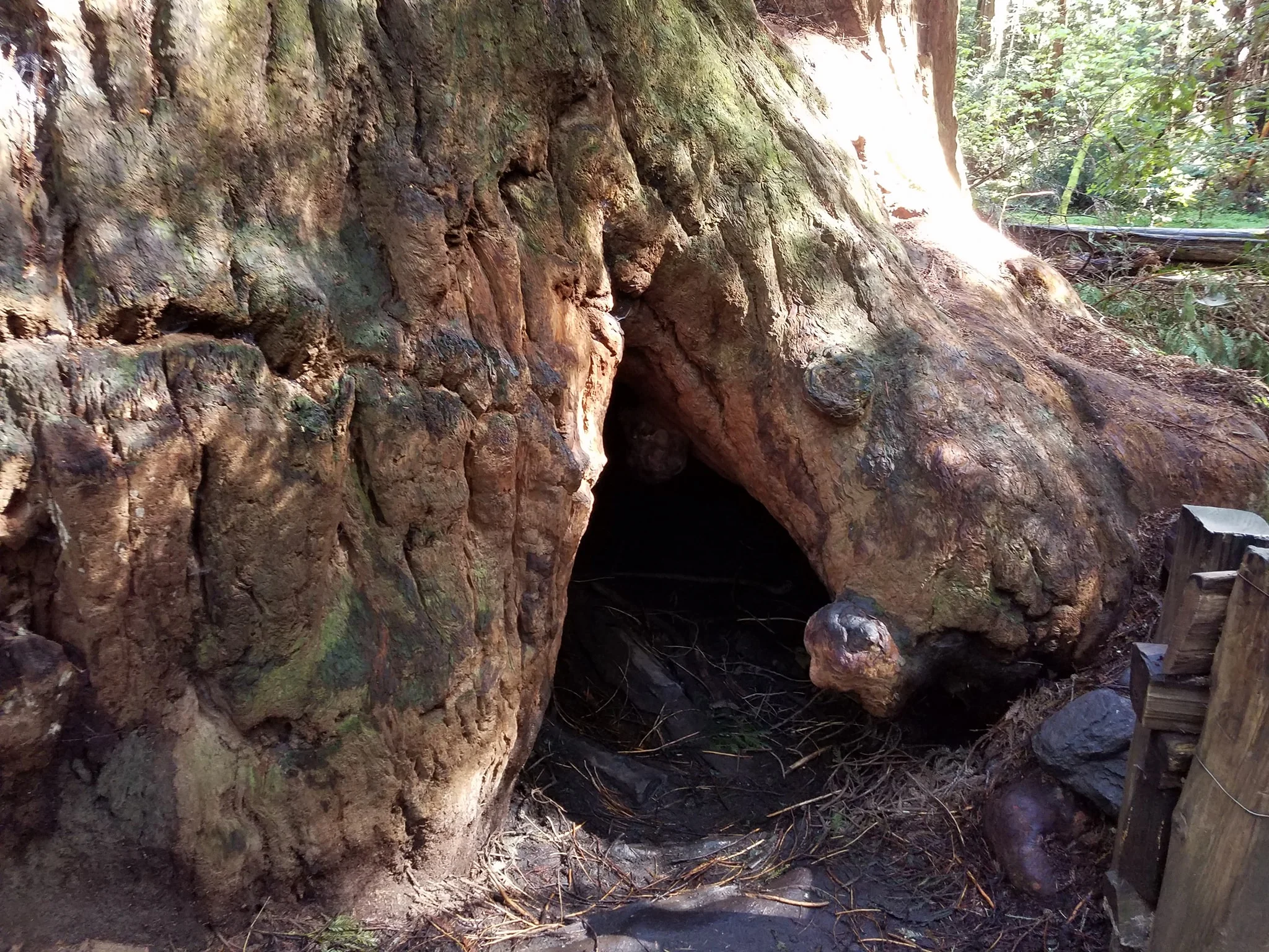 The Fremont Tree