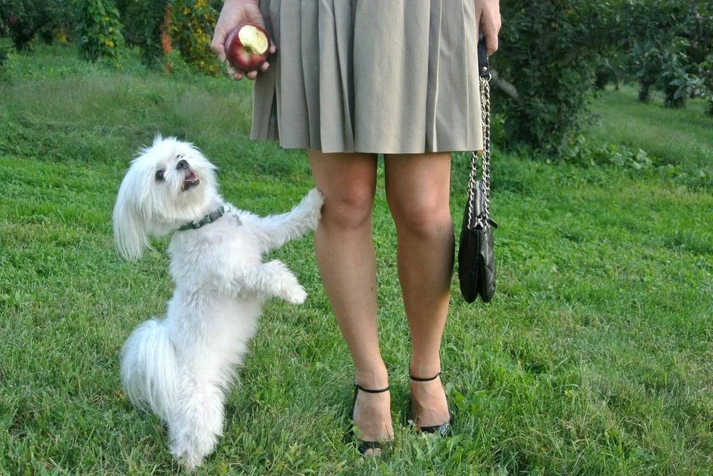 vintageskirt.jpeg