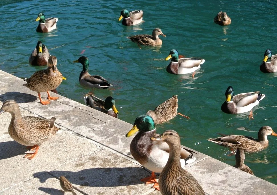 canalwalk.jpeg