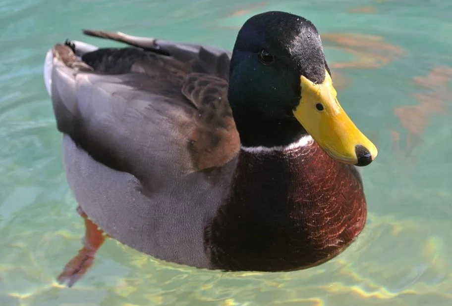 duck.jpeg