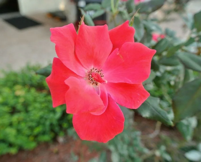 flower.jpeg