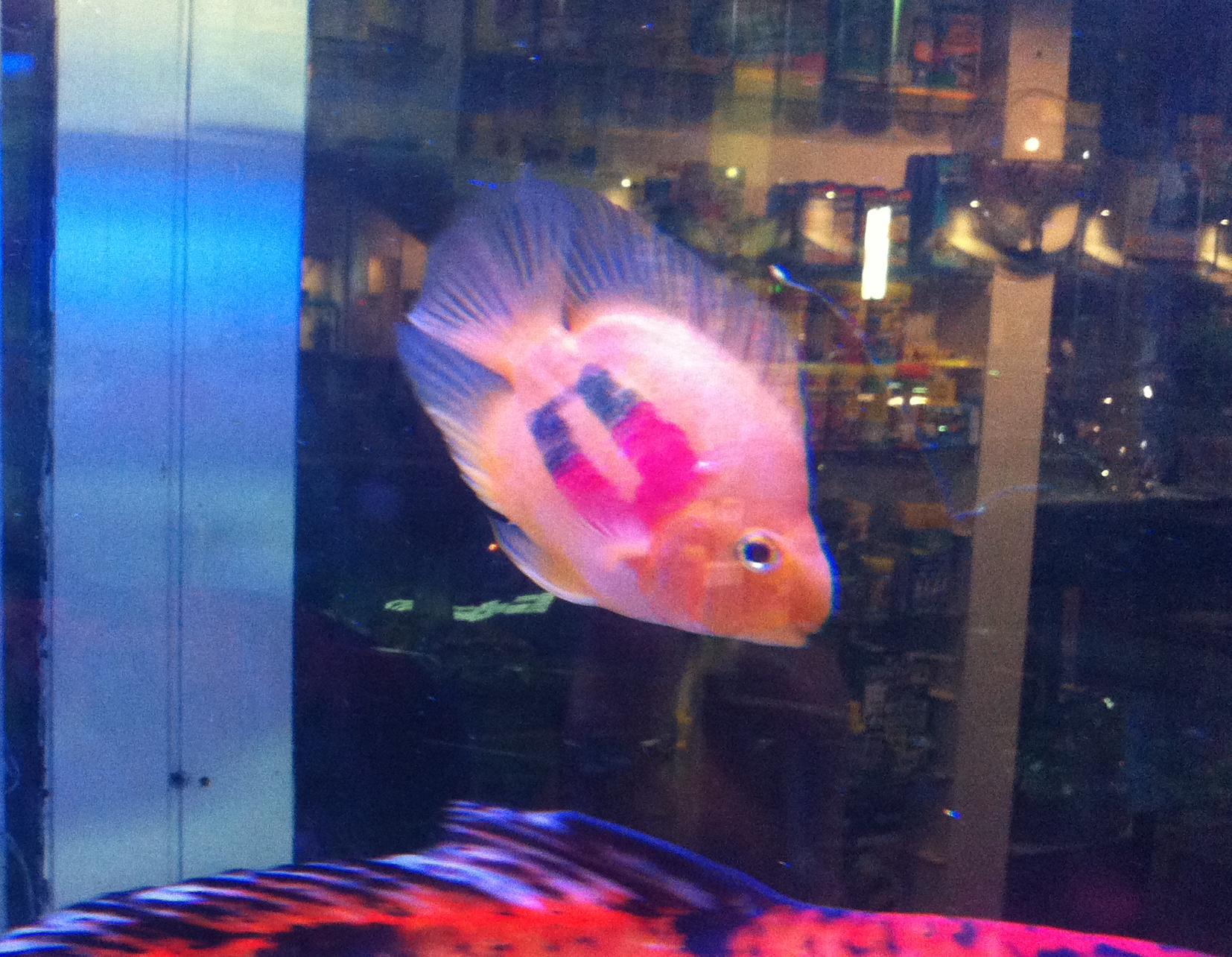 Patriot Pet Fish.png