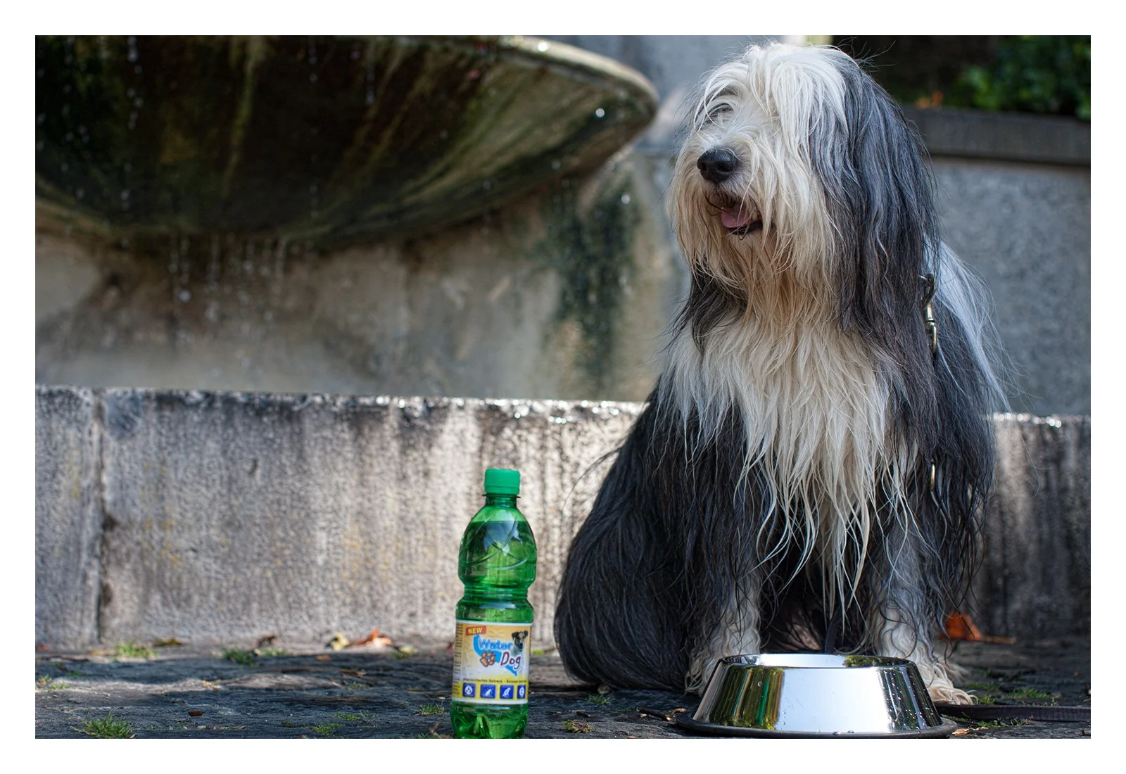 WaterDog.jpg