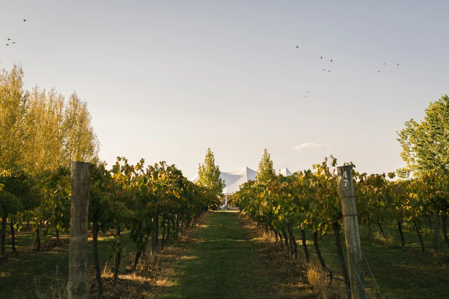 sarah jared the vinegrove mudgee canberra wedding photographer erin latimore 89.jpg