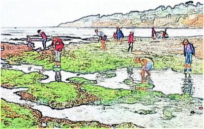 Children Observe a Tide-pool by looking closer and seeing more.