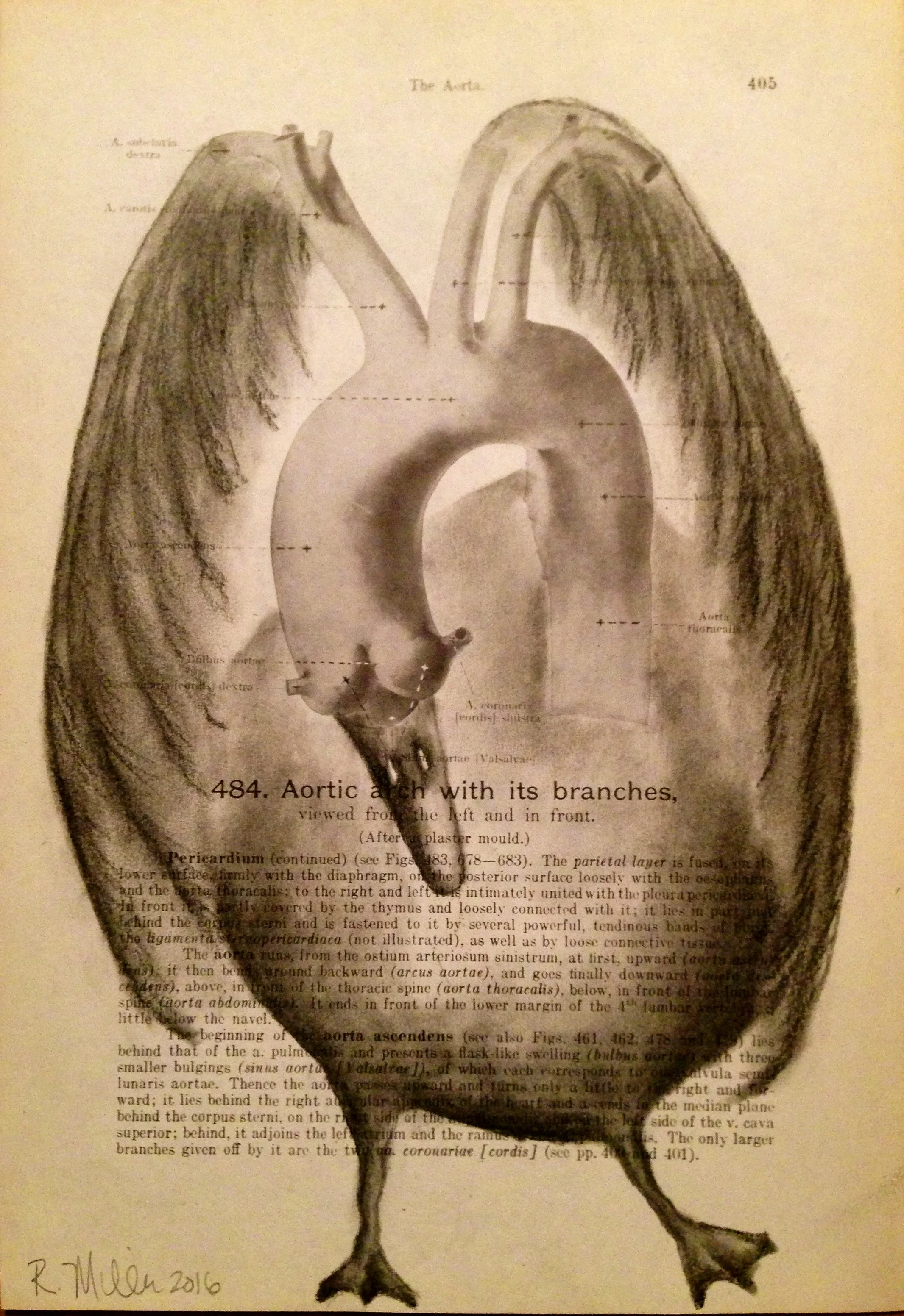 Aortic Bird, 2016Charcoal on antique medical paper