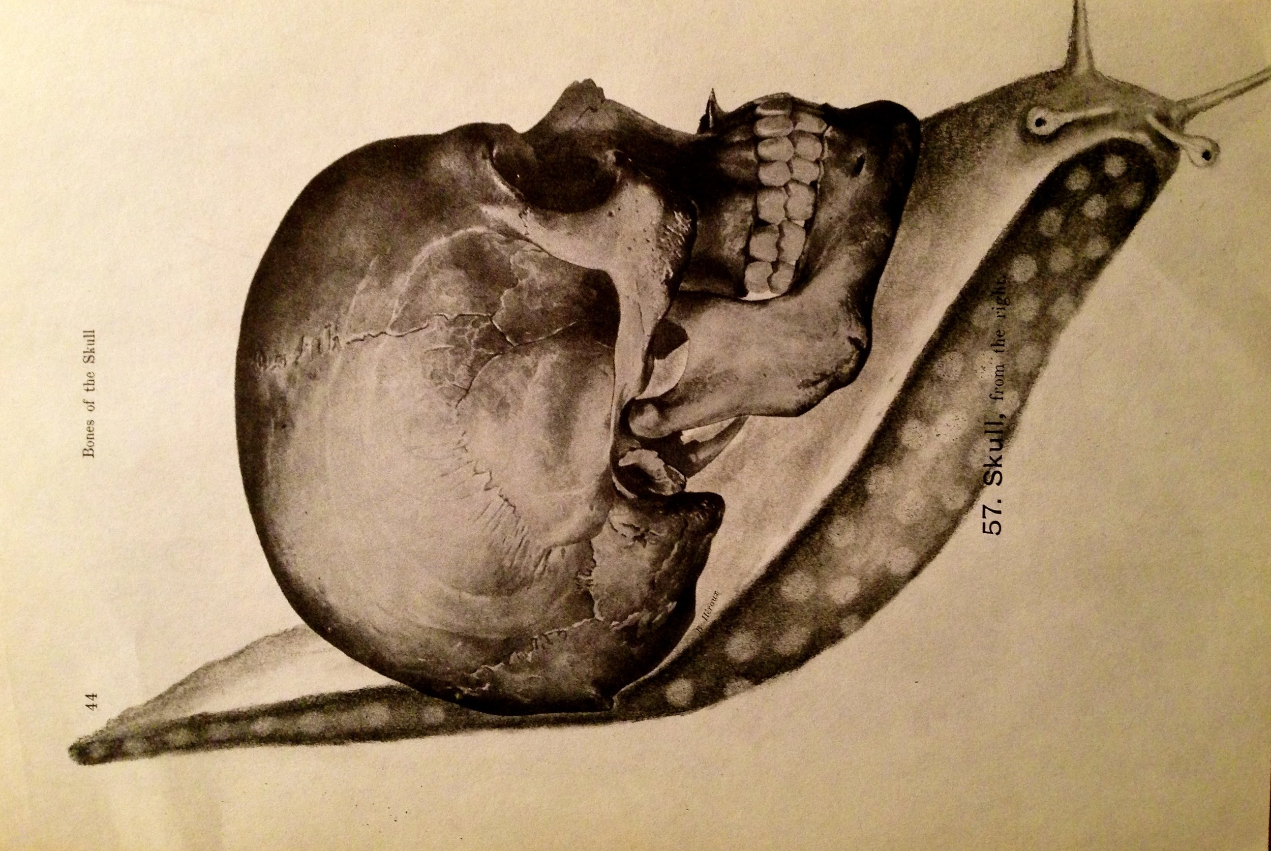 Upcycle, 2016 Charcoal on antique medical paper