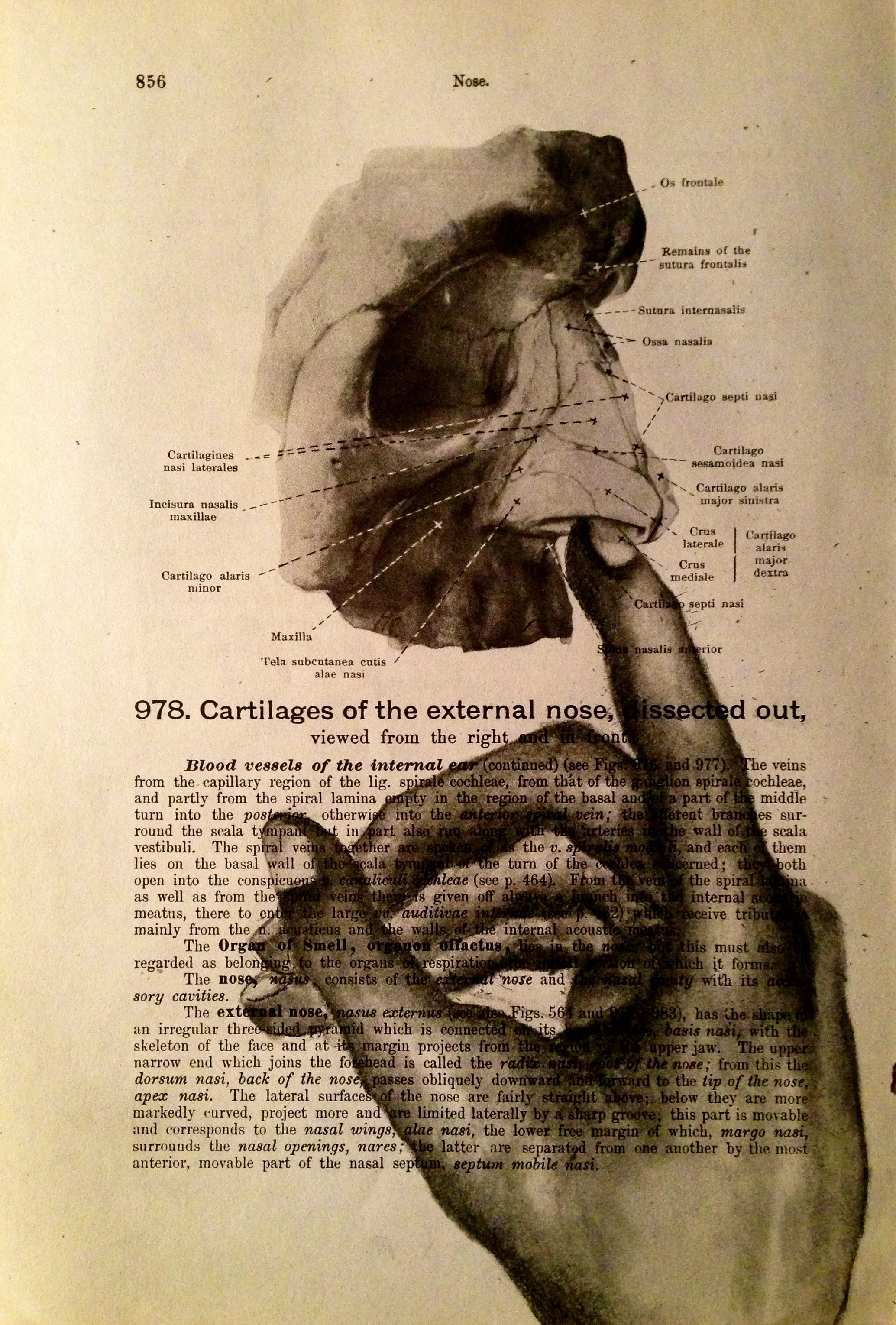 No Brainer, 2016Charcoal on antique medical paper