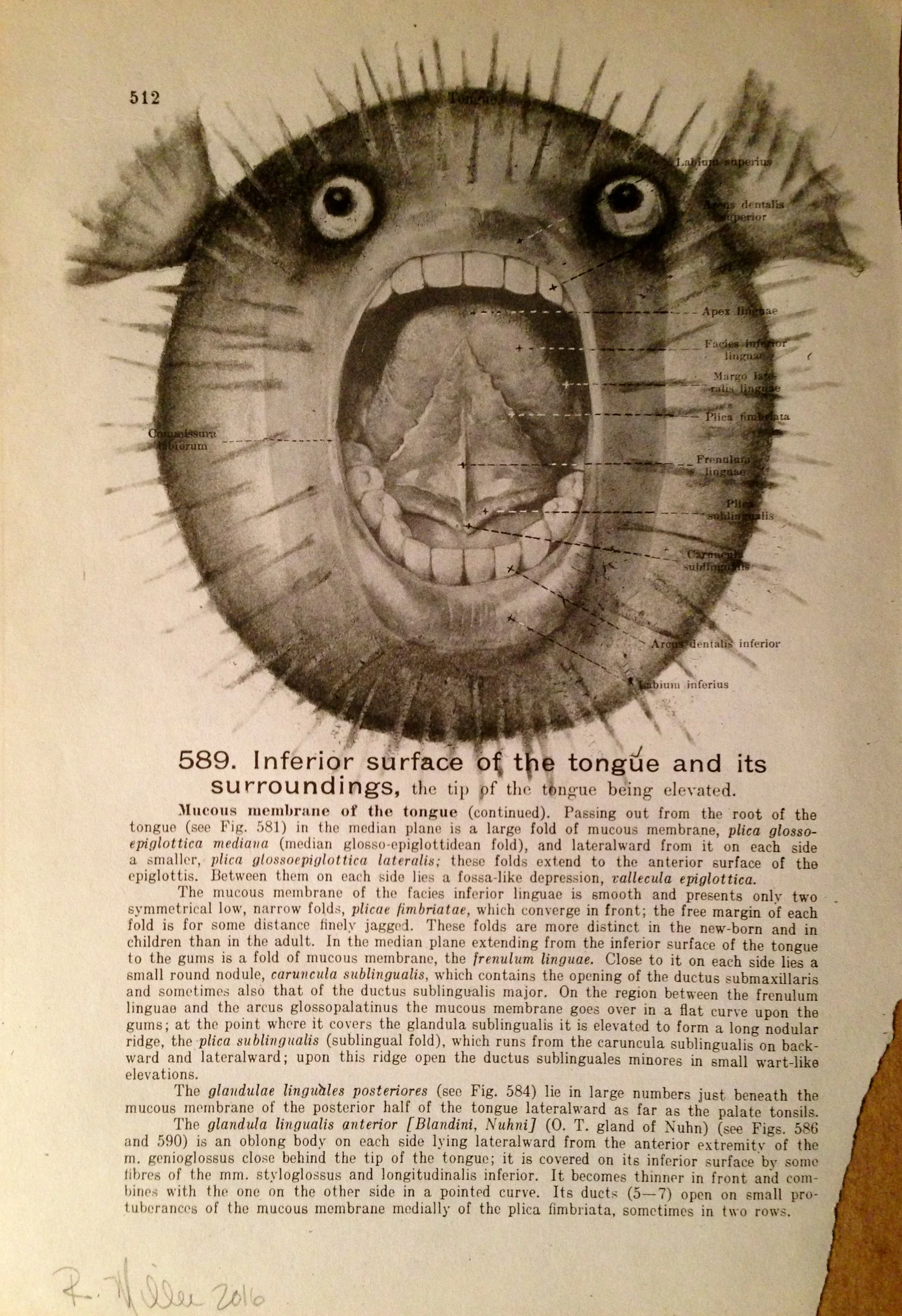 Blowfish, 2016Charcoal on antique medical paper