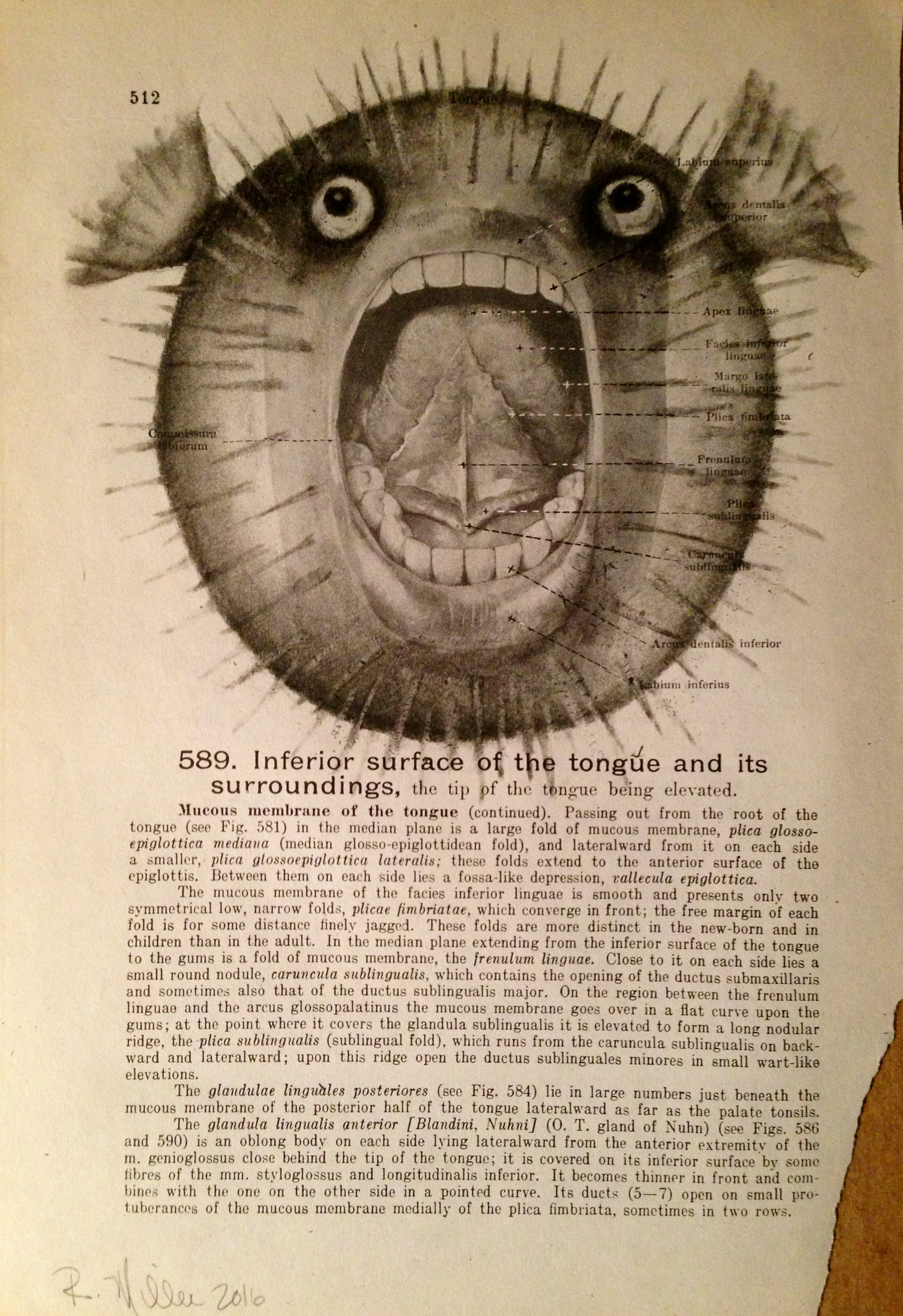 Blowfish, 2016 Charcoal on antique medical paper