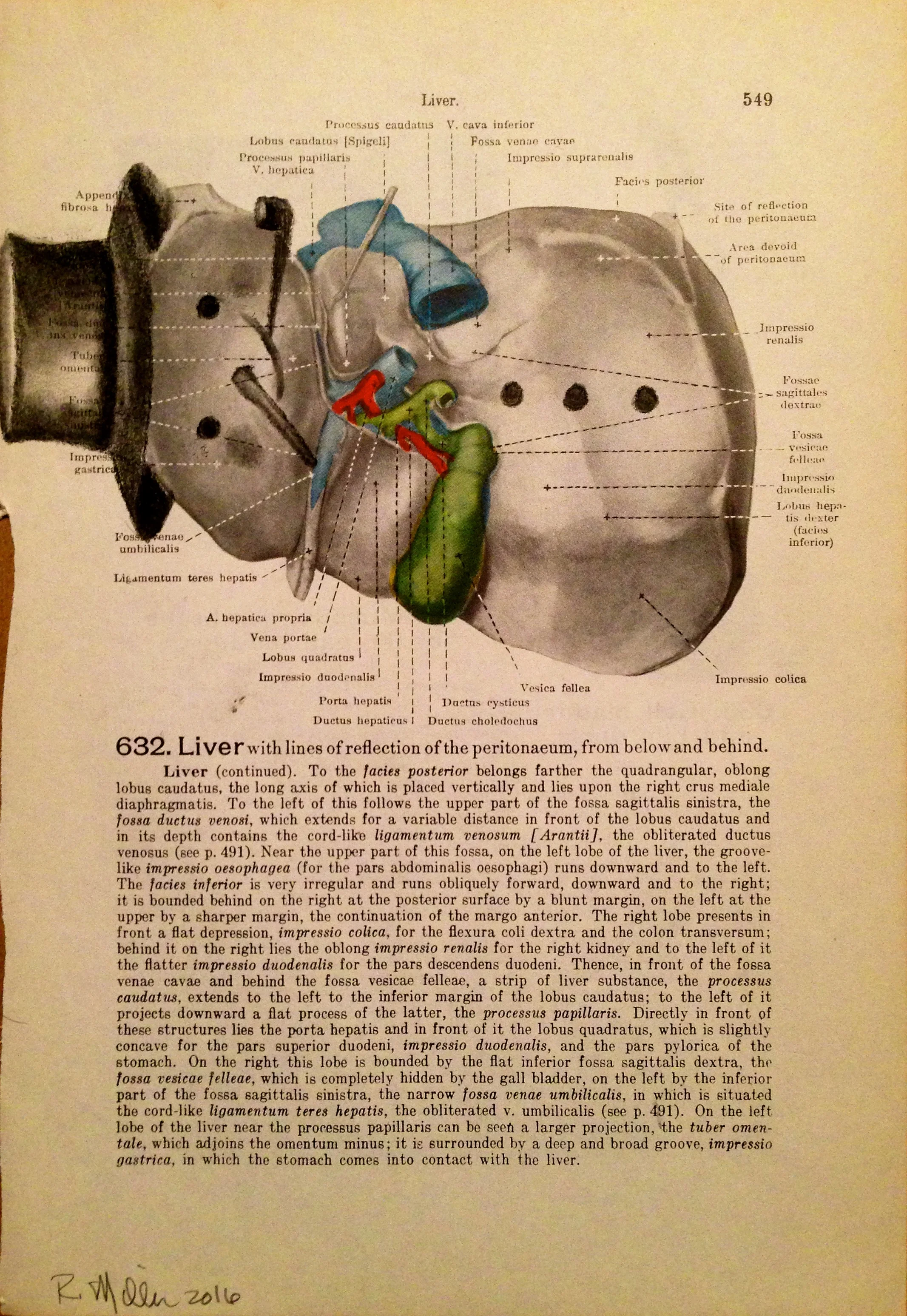 Liverman, 2016Charcoal on antique medical paper