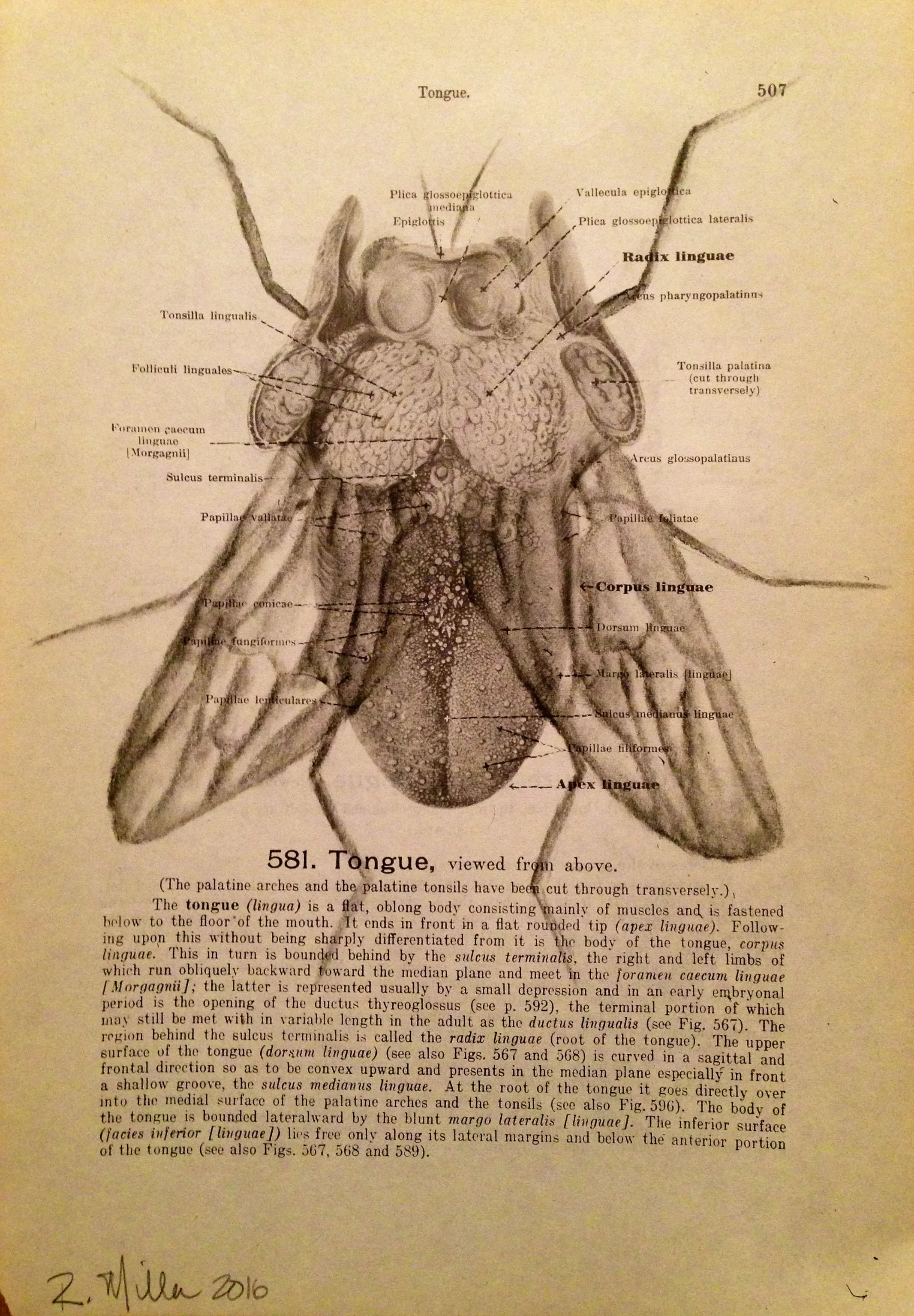 Flying Tongue, 2016Charcoal on antique medical paper