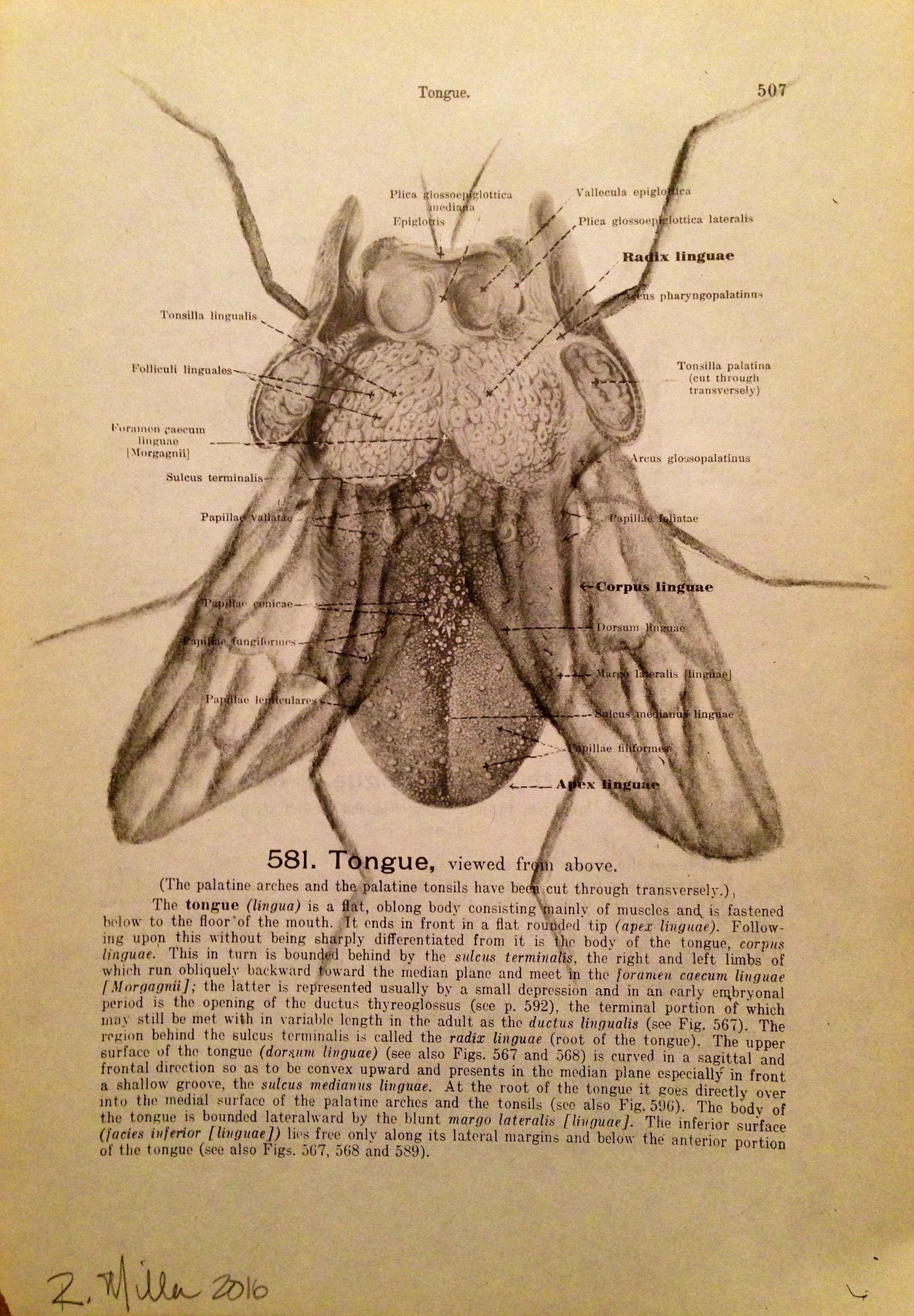Flying Tongue, 2016 Charcoal on antique medical paper