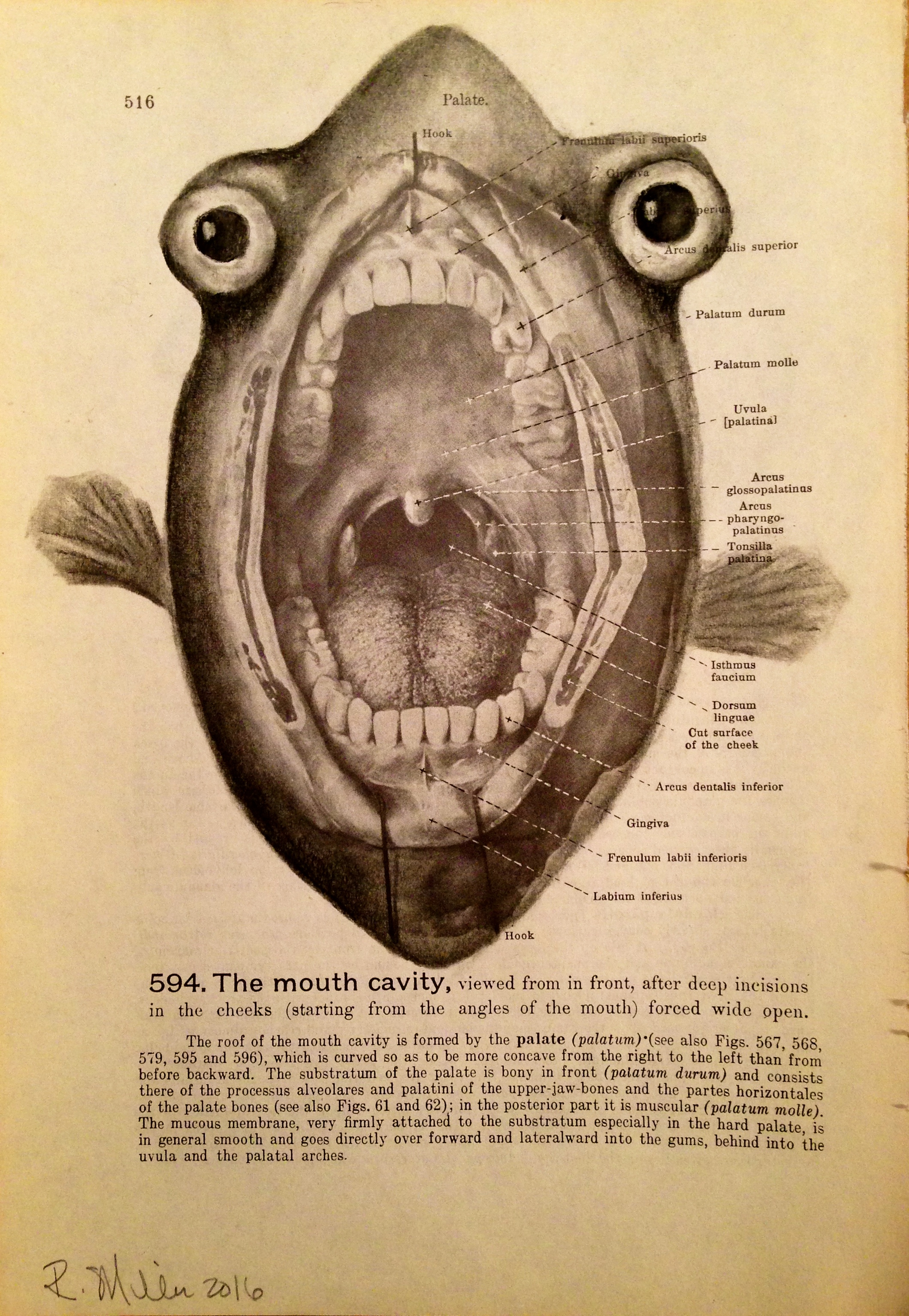 Put A Hook In It, 2016 Charcoal on antique medical paper