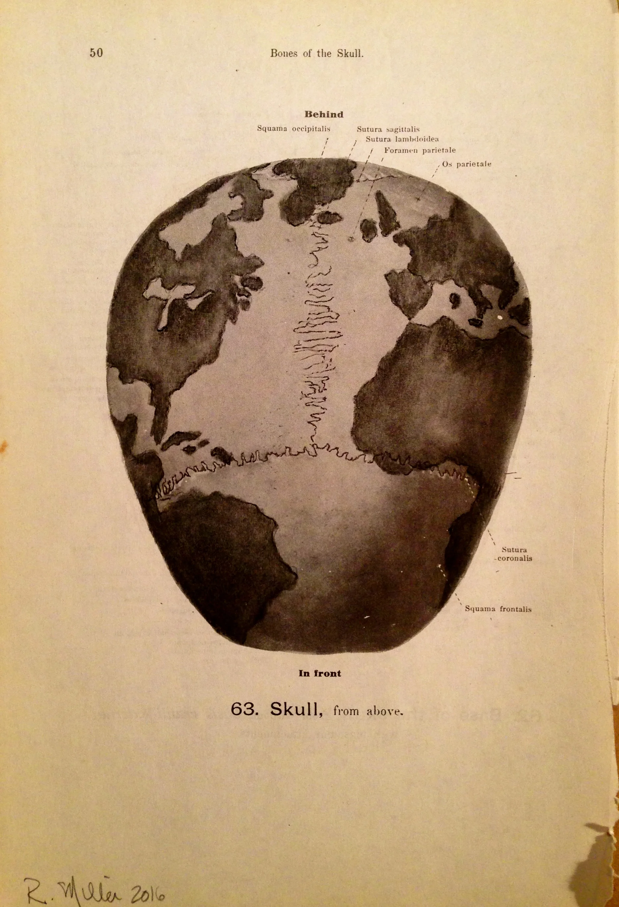 Thought Planet, 2016Charcoal on antique medical paper