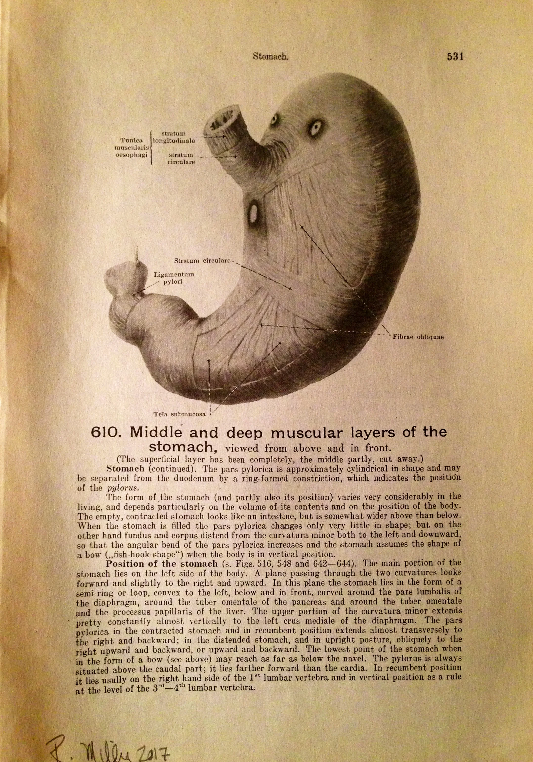 What's For Dinner?, 2017Charcoal on antique medical paper