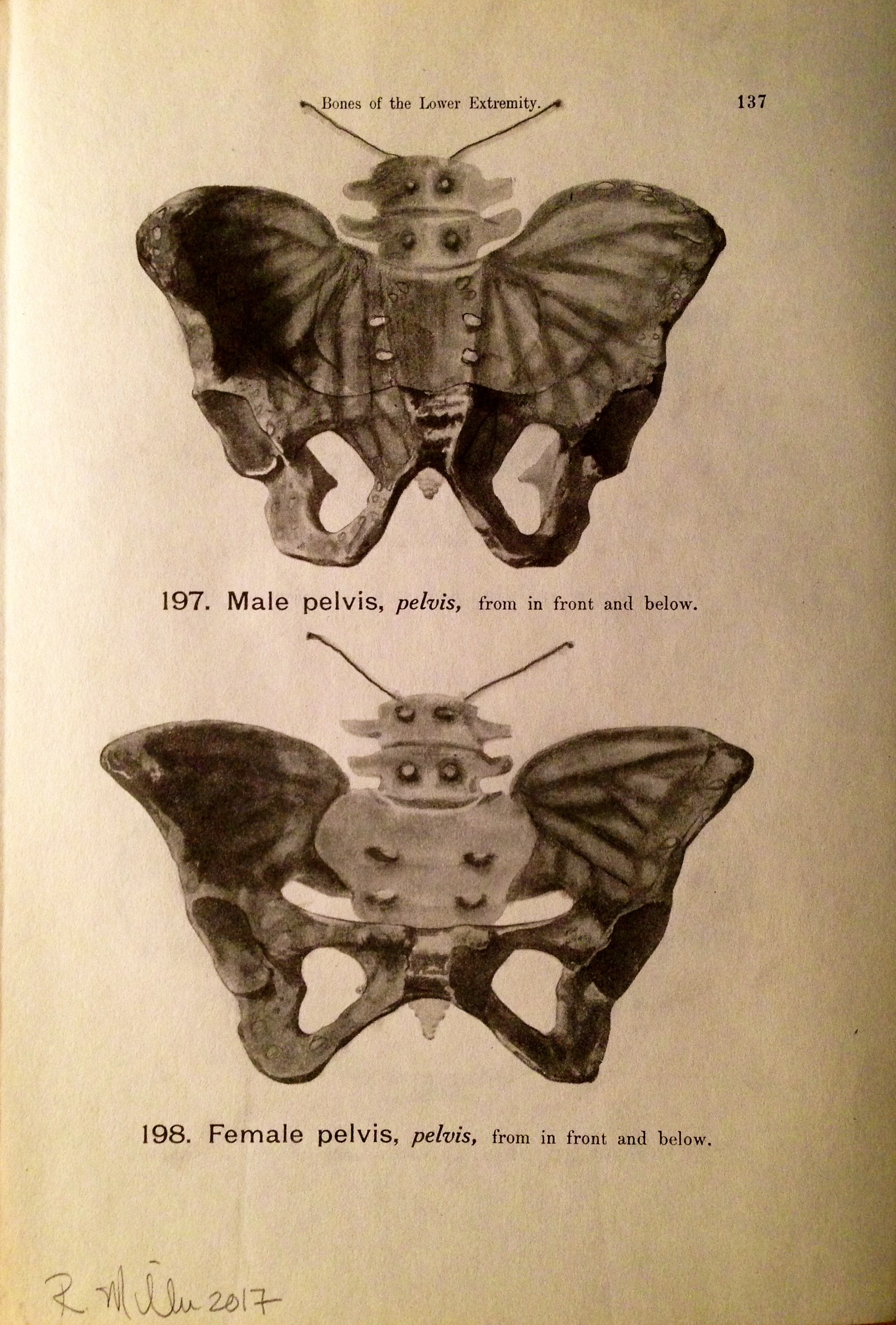 Pelvic Flutter, 2017 Charcoal on antique medical paper