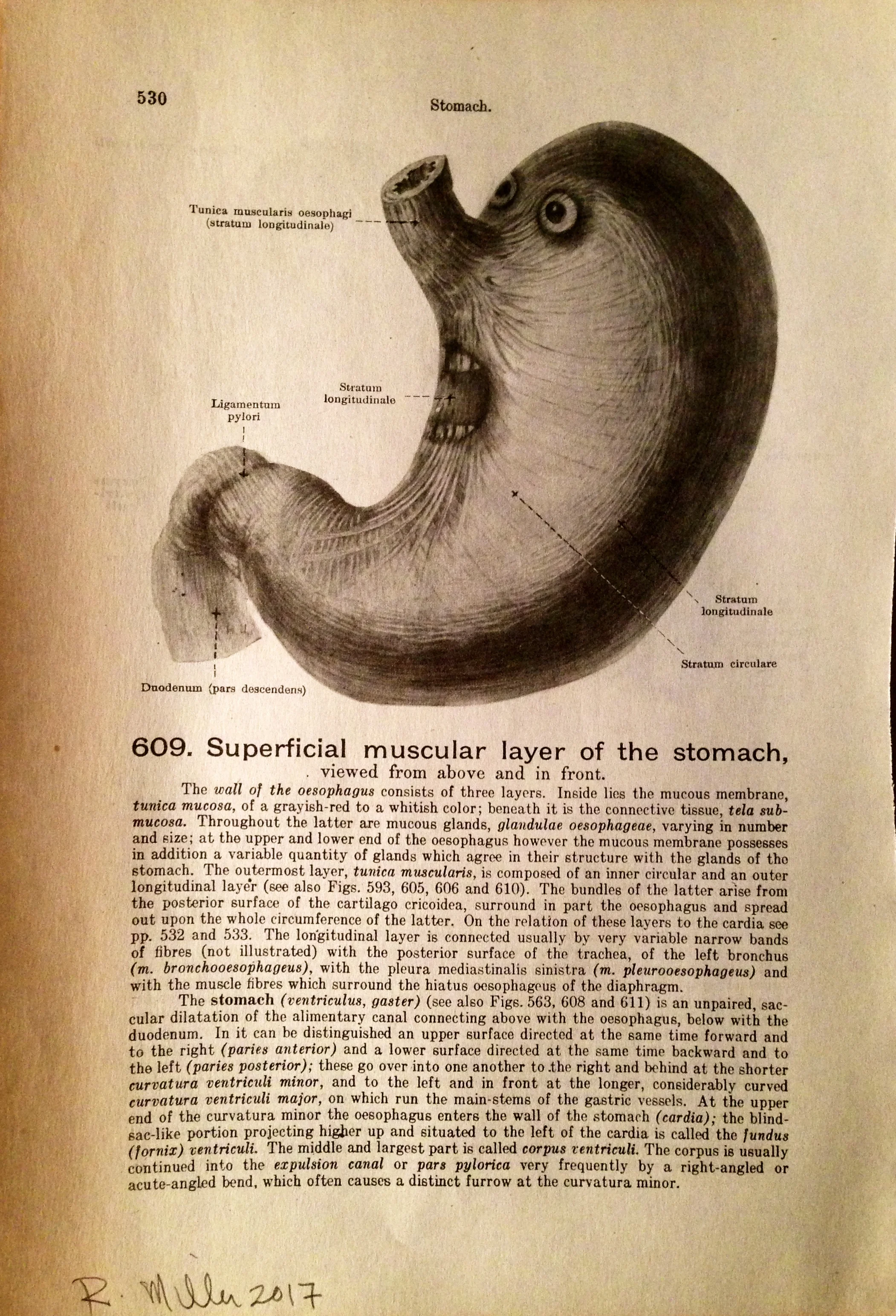Still Hungry, 2017Charcoal on antique medical paper