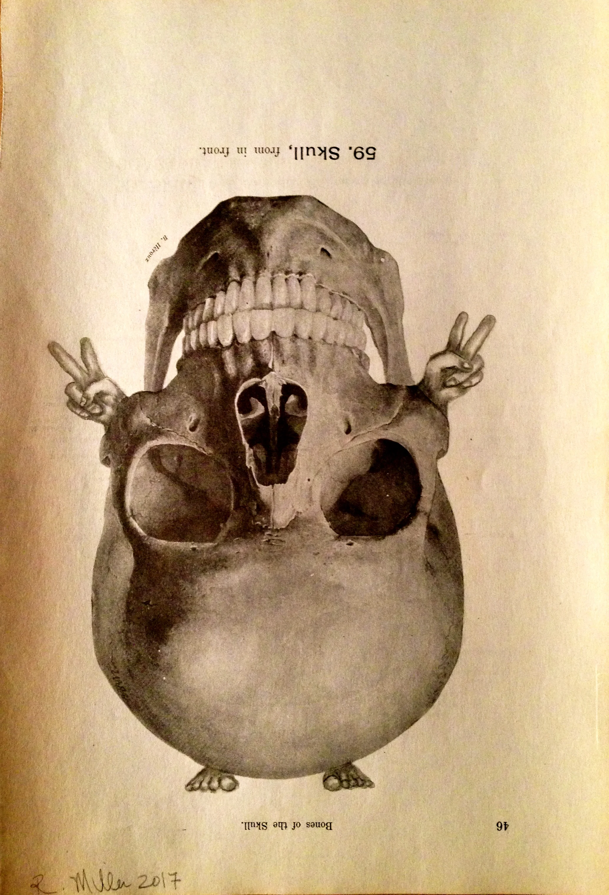 Peace of Mind, 2017Charcoal on antique medical paper