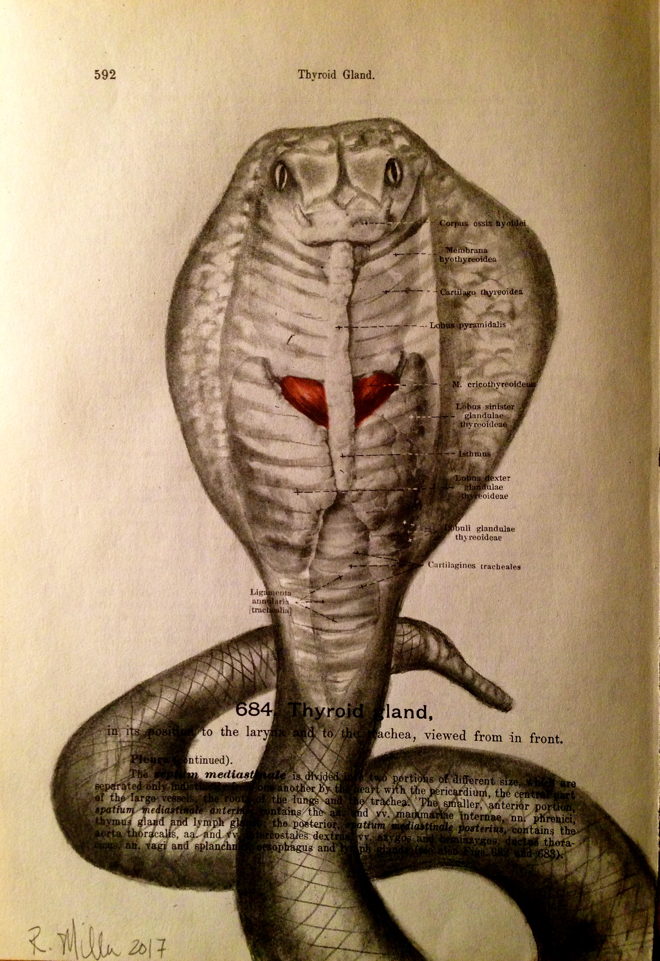 Hypo-Cobra, 2017 Charcoal on antique medical paper