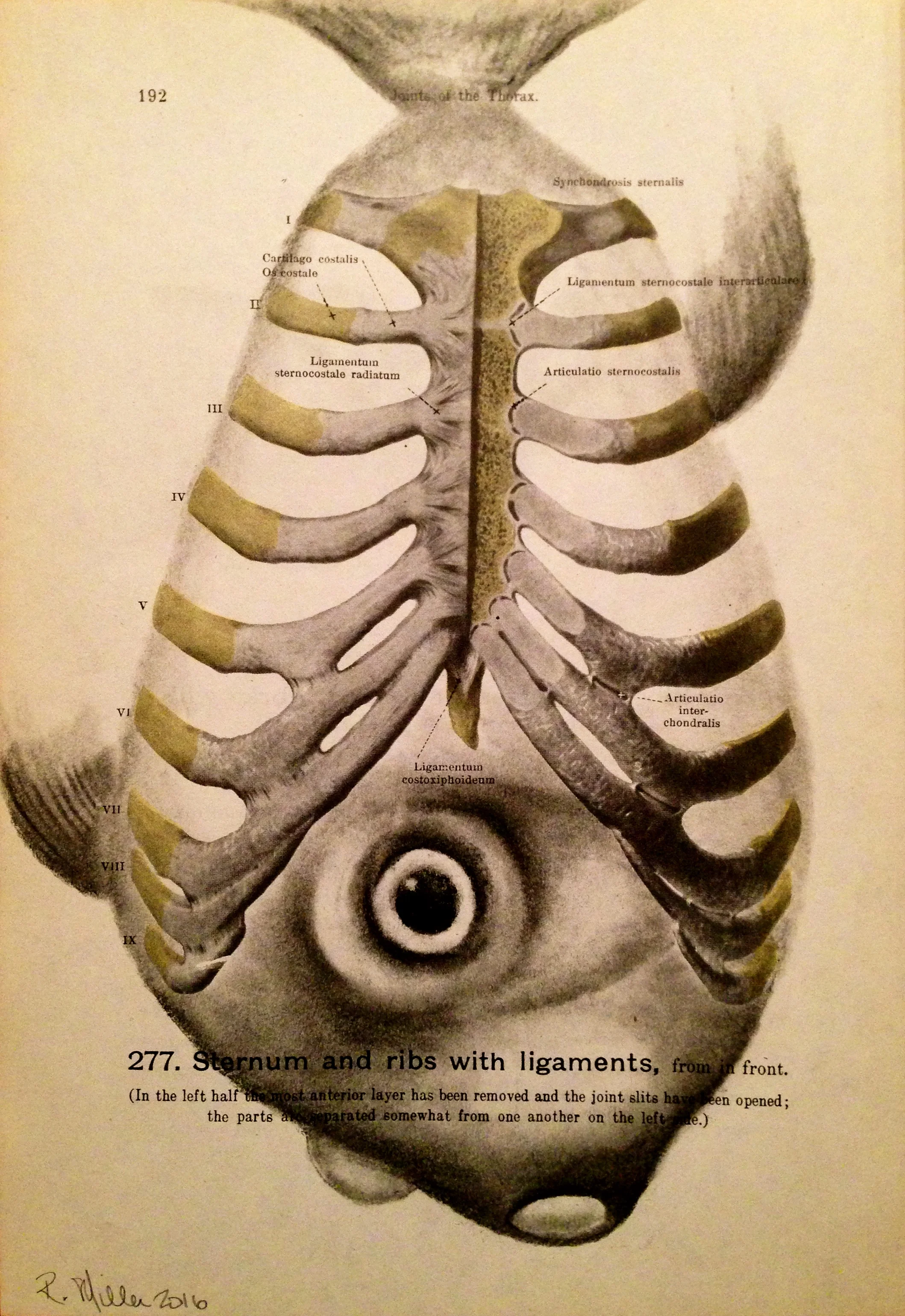 Sternum Fish, 2016Charcoal on antique medical paper