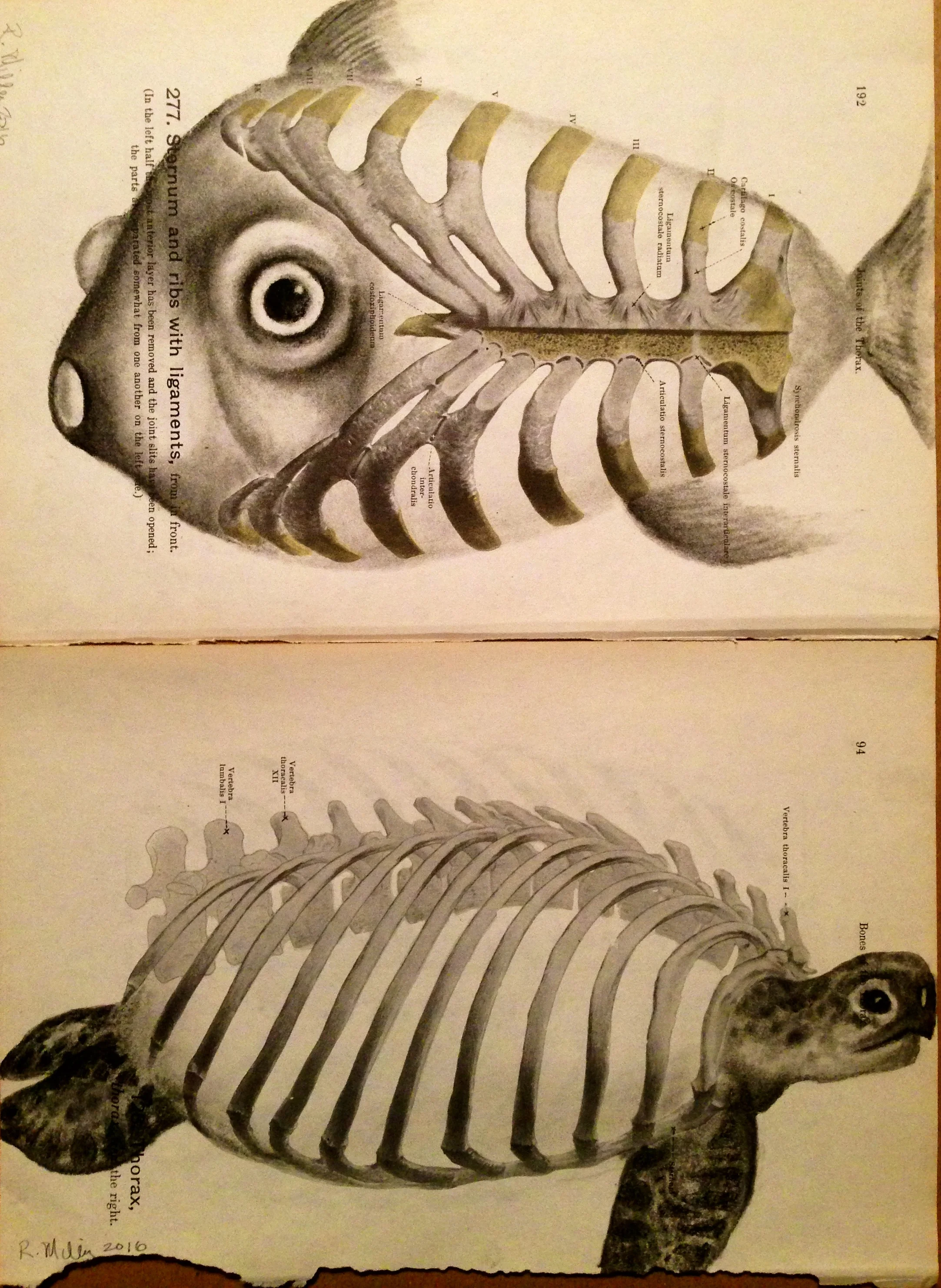 Sternum Fish & Thorax Turtle, 2016Charcoal on antique 1861 medical paper
