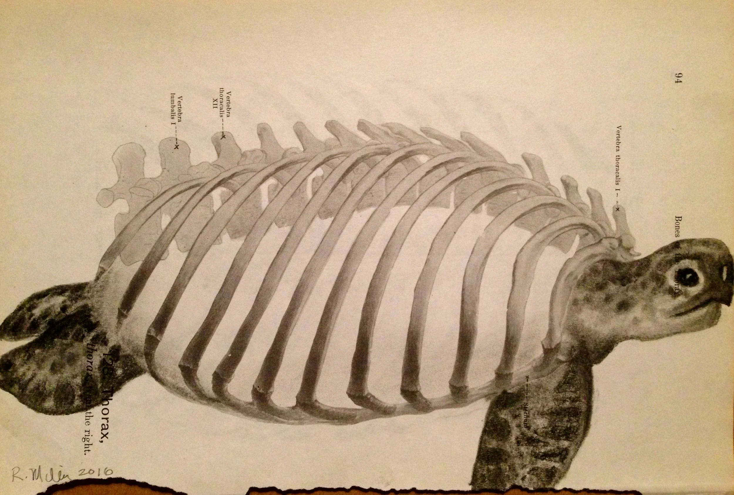 Thorax Turtle, 2016Charcoal on antique medical paper