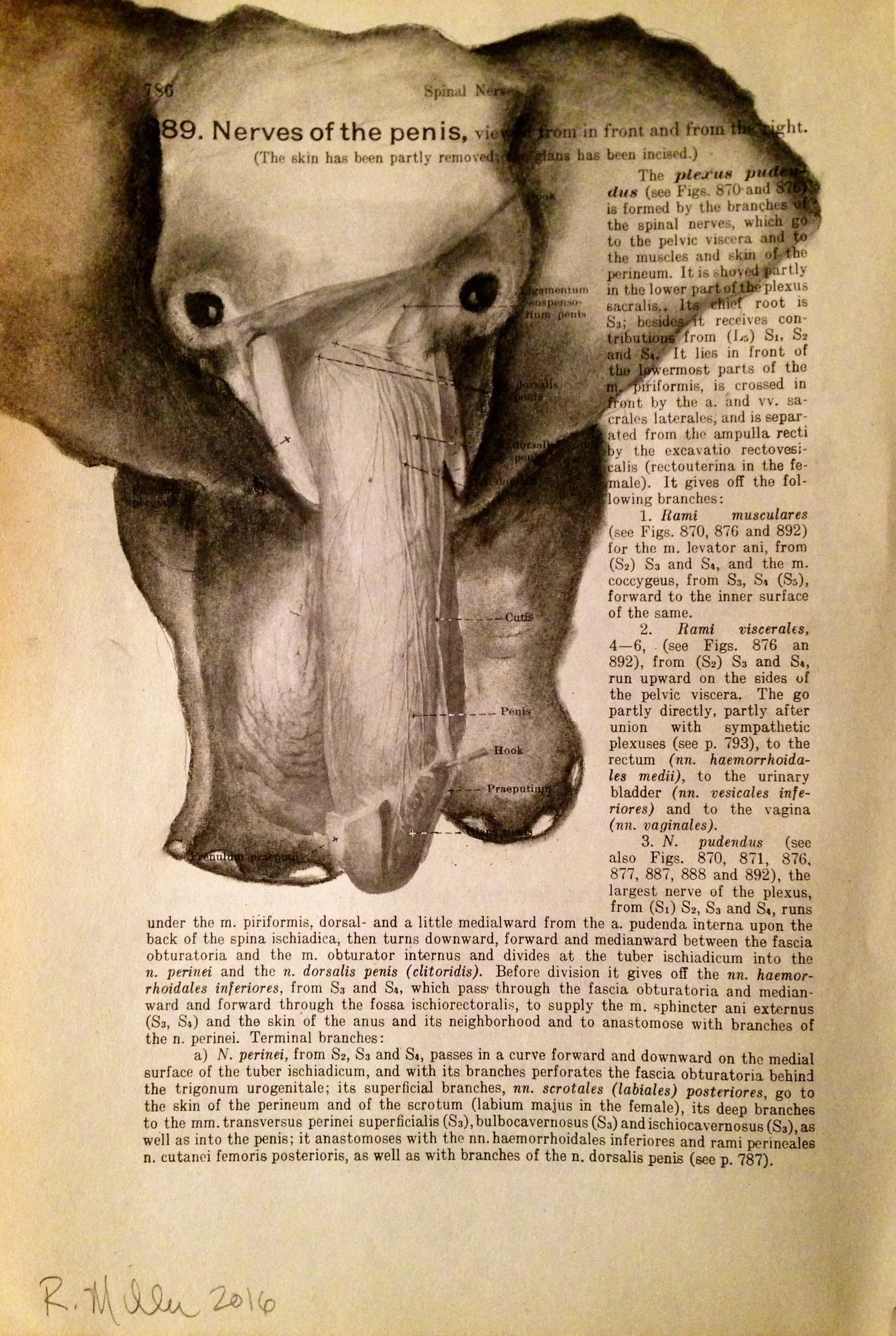 Pee-nut, 2016Charcoal on antique medical paper