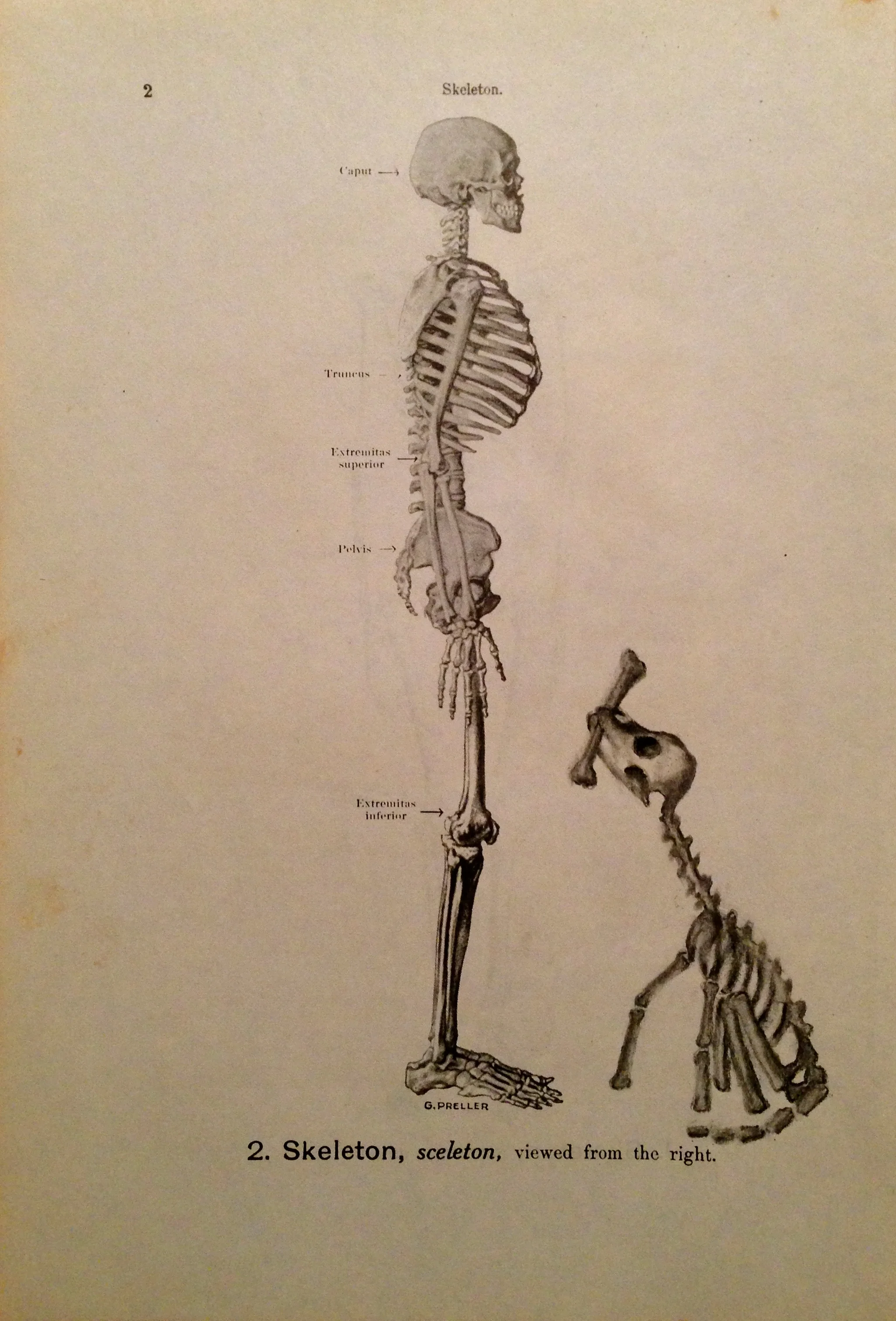 Fetch, 2016Charcoal on antique medical paper