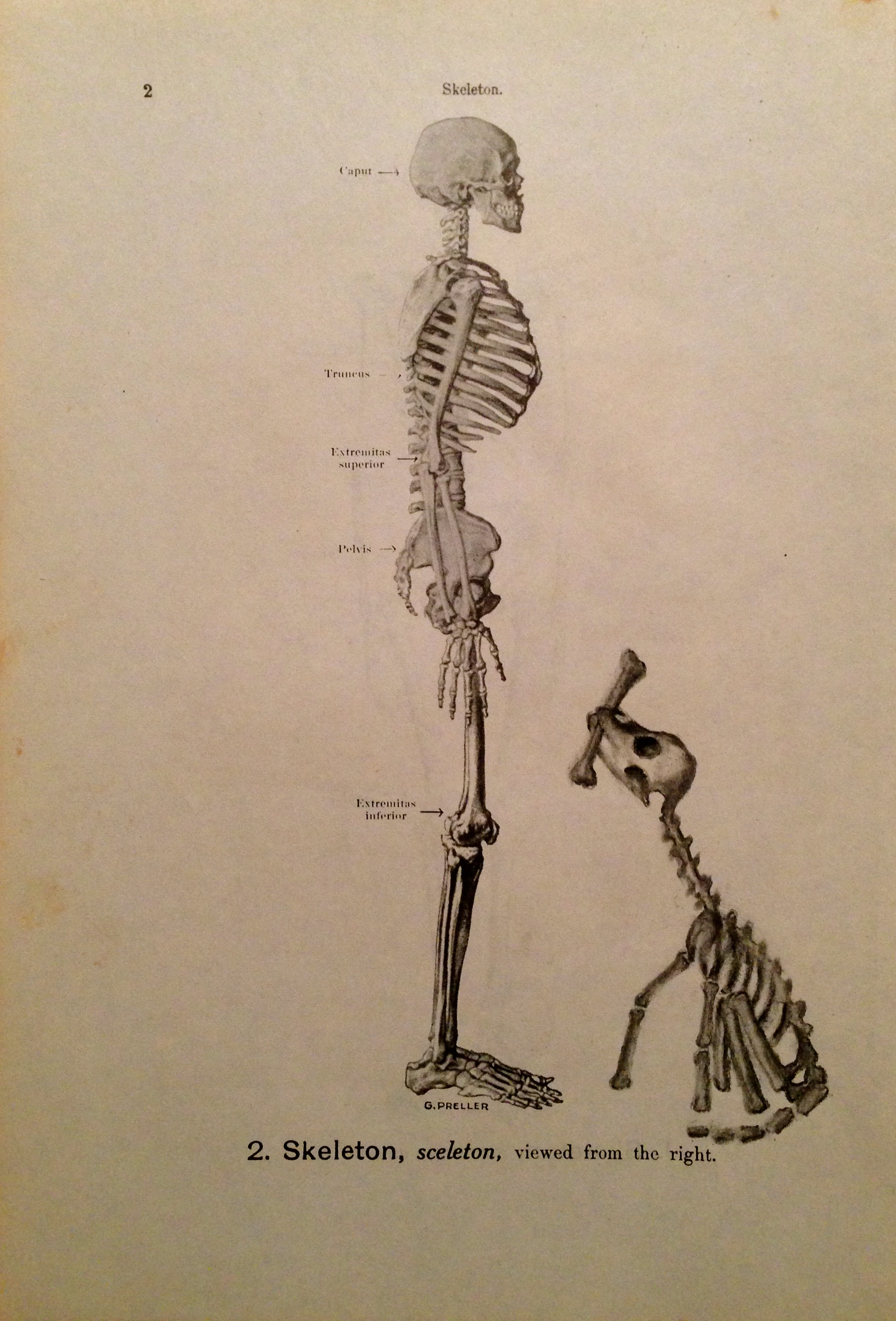 Fetch, 2016 Charcoal on antique medical paper