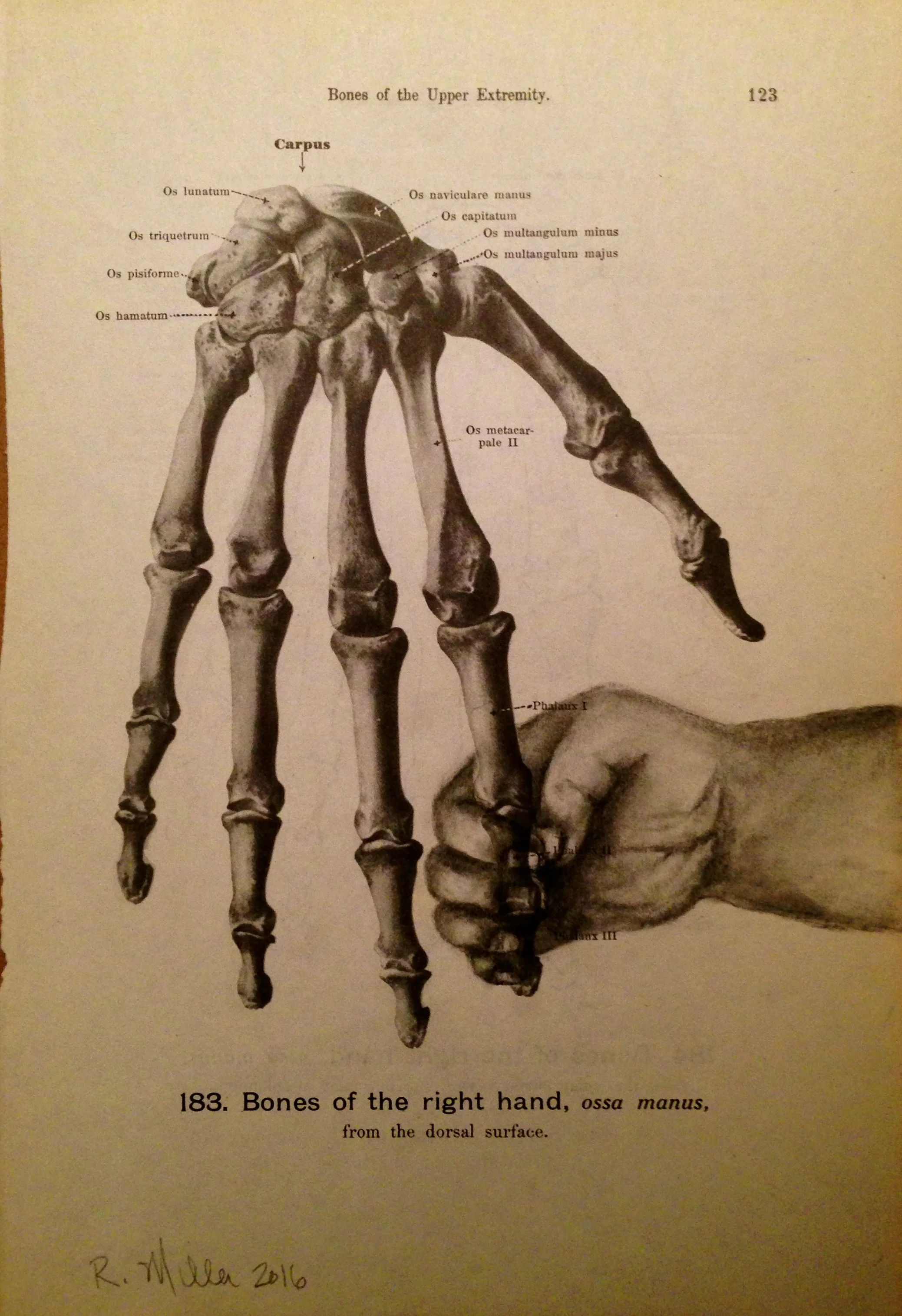 Grasping Youth, 2016Charcoal on antique medical paper