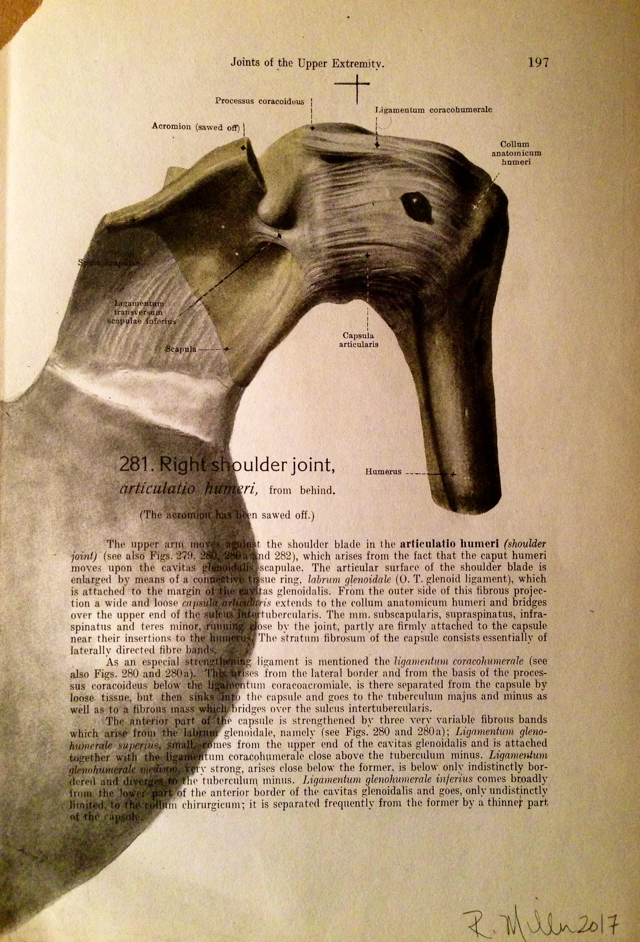 Duck Joint, 2017Charcoal on antique medical paper